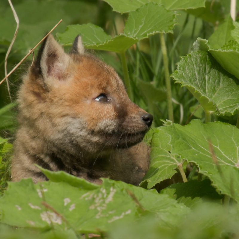 A046C993_220531RA_CANON.00_39_03_15.Standbild002