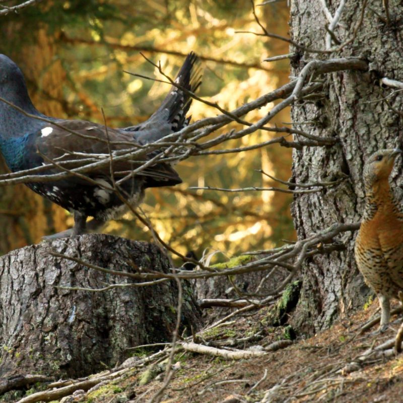 A067C1592023-04-26 15-40-53 M0M0 3840x2160 50fps.00_01_08_00.Standbild002